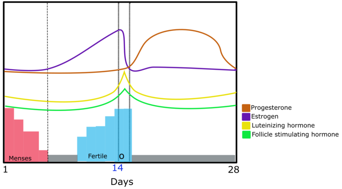 graphic depicting 4 main hormones of mensuration as they change over an average 28 day cycle. 